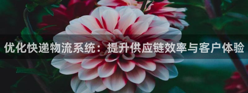 狗子28入口问一问：优化快递物流系统