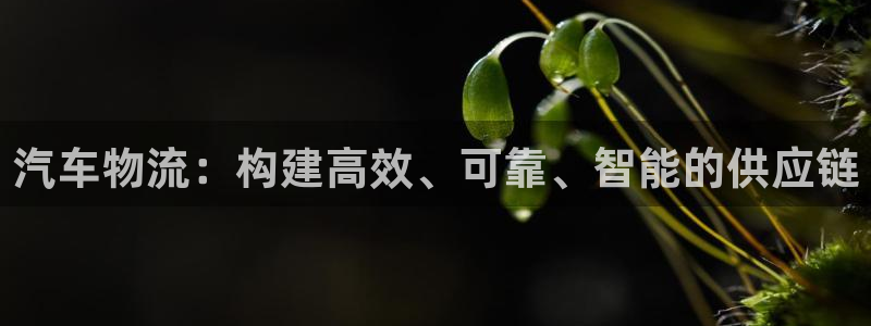 加拿大狗子28数字规则：汽车物流：构